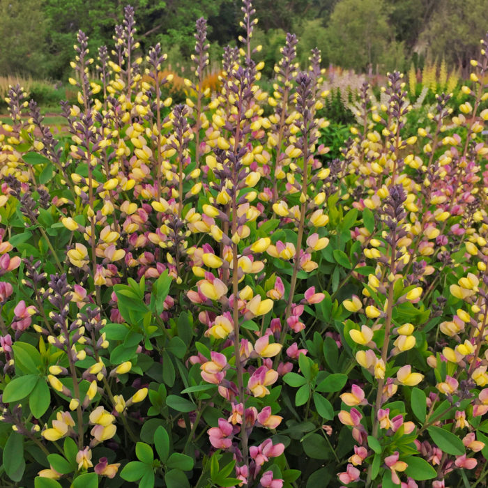 ‘Pink Lemonade’ baptisia (Baptisia ‘Pink Lemonade’, Zones 4-9)