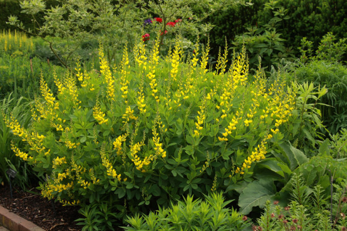 ‘Screaming Yellow’ baptisia (Baptisia ‘Screaming Yellow’, Zones 4-9)