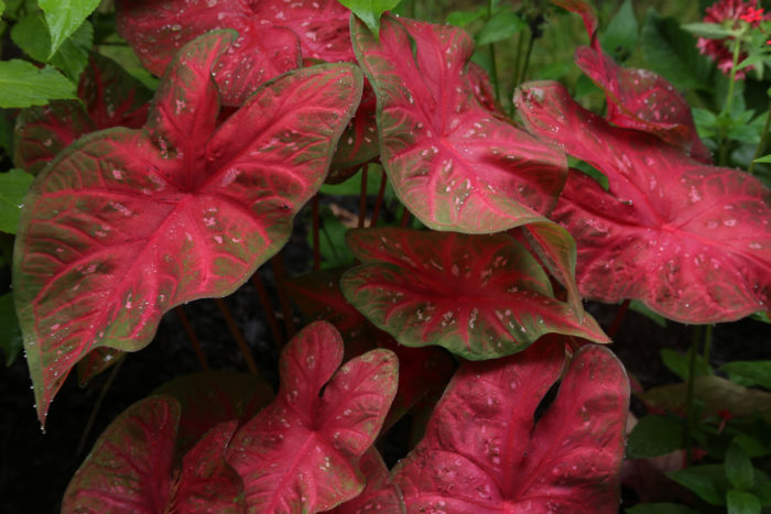 ‘Red Flash’ caladium (Caladium ‘Red Flash’, Zones 8-11)