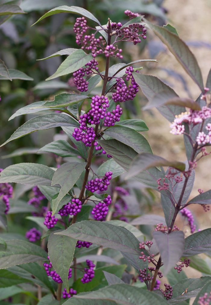 Purple Pearls® beautyberry (Callicarpa 'NCCX1', Zones 5-8)