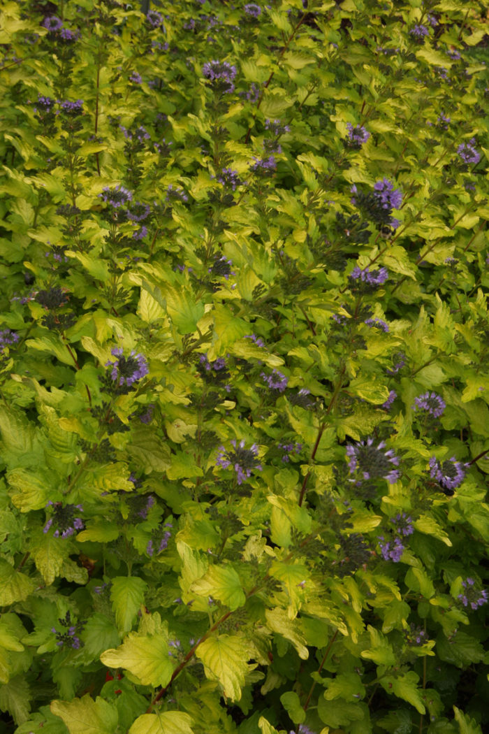 Sunshine Blue® bluebeard (Caryopteris incana 'Jason', Zones 7-9)