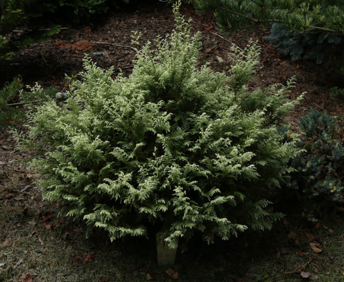 ‘Snow’ false cypress (Chamaecyparis pisifera 'Snow', Zones 5-8)