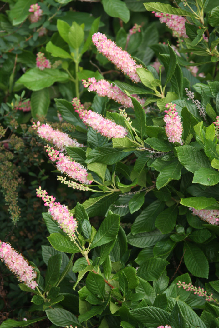 ‘Ruby Spice’ summersweet (Clethra alnifolia 'Ruby Spice', Zones 4-8)