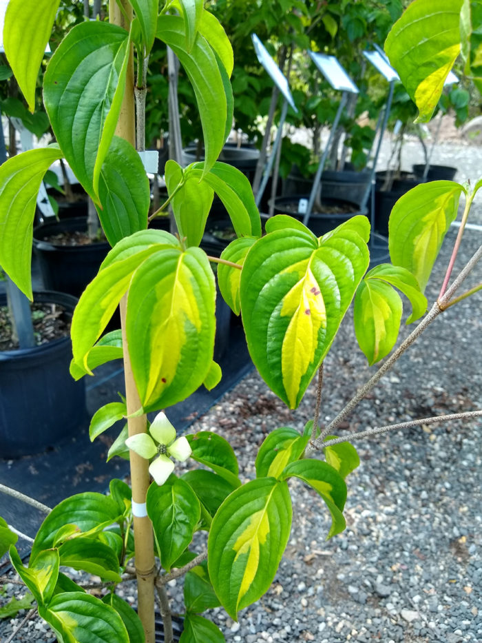 ‘Gold Cup’ kousa dogwood (Cornus kousa ‘Gold Cup’, Zones 5-9)