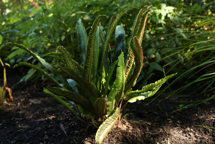 Siebold's wood fern (Dryopteris sieboldii, Zones 6-9)