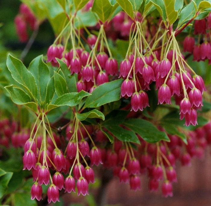 'Showy Latern’ enkianthus (Enkianthus campanulatus 'Showy Latern’, Zones 6-8) 