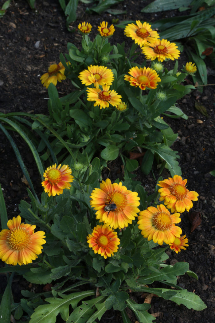 ‘Arizona Apricot’ blanket flower (Gaillardia ‘Arizona Apricot’, Zones 4-10)