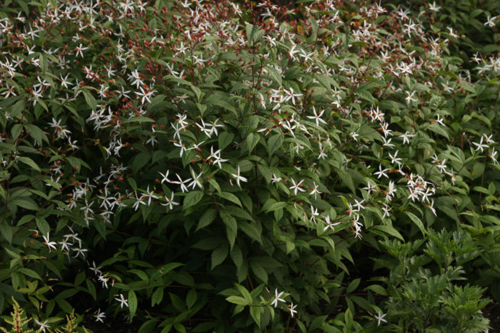 Bowman’s root (Porteranthus trifoliatus syn. Gillenia trifoliata, Zones 4-8)