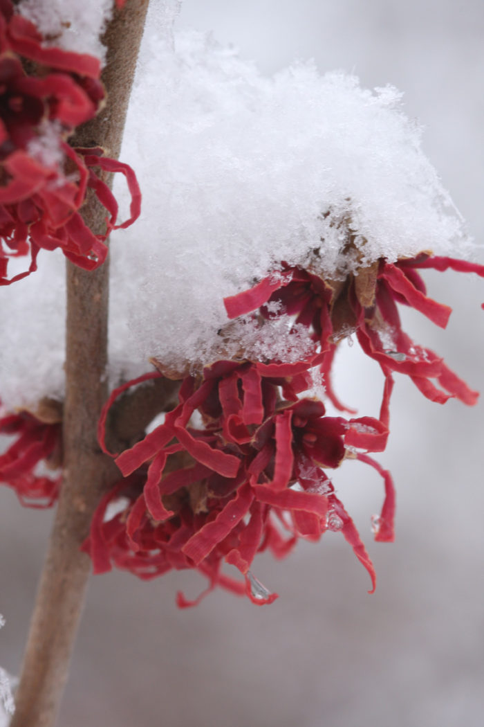 Purple witch hazel (Hamamelis vernalis 'Purpurea', Zones 4-8)