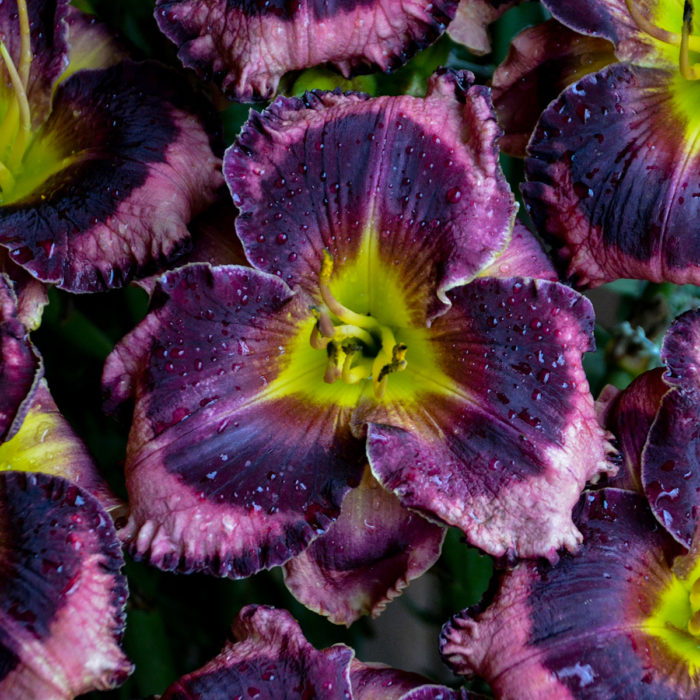 ‘Storm Shelter’ daylily (Hemerocallis ‘Storm Shelter’, Zones 3-9)