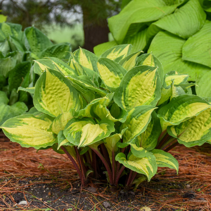 ‘Island Breeze’ hosta (Hosta ‘Island Breeze’, Zones 3-9)