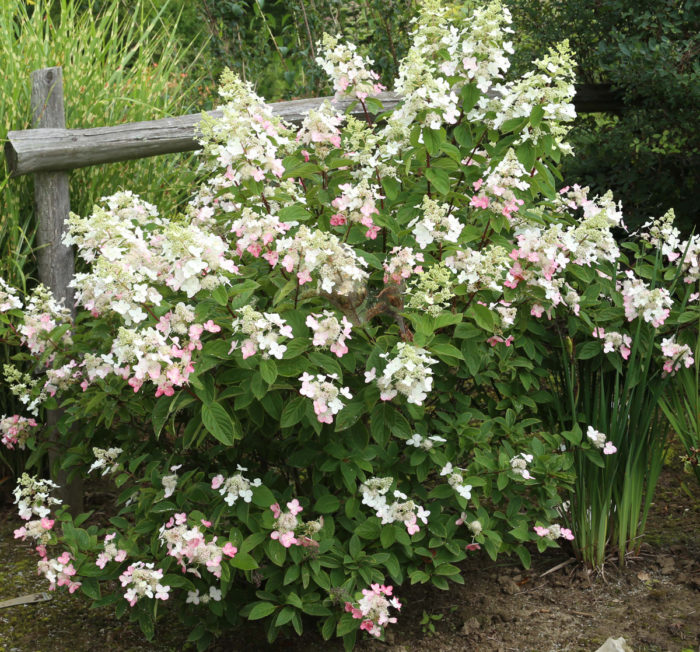 Magical® Fire panicle hydrangea (Hydrangea paniculata 'Bokraplume', Zones 5-9)