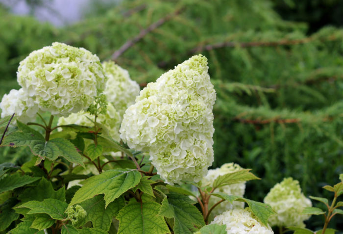 Gatsby Moon® oakleaf hydrangea (Hydrangea quercifolia 'Brother Edward', Zones 5 to 9)