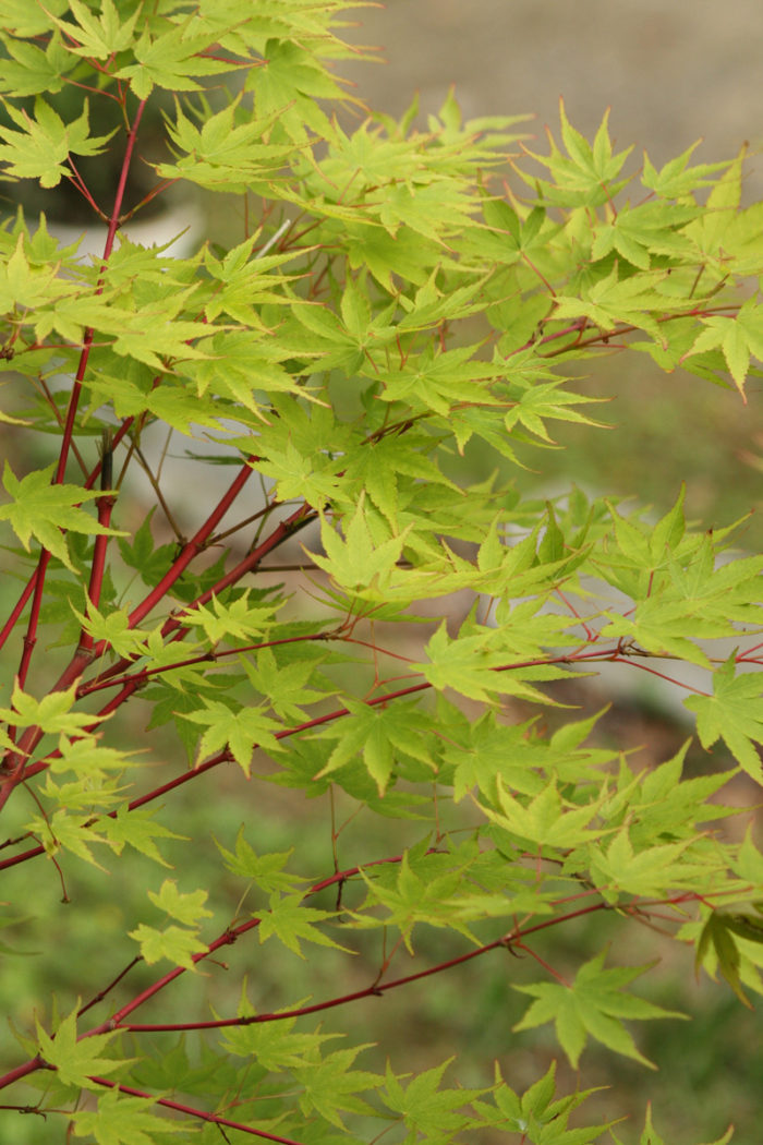 Coral bark maple (Acer palmatum ‘Sango kaku’, Zones 5-8)