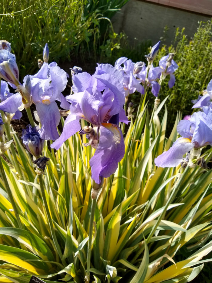 Variegated dalmatian iris (Iris pallida 'Variegata', Zones 4-9)