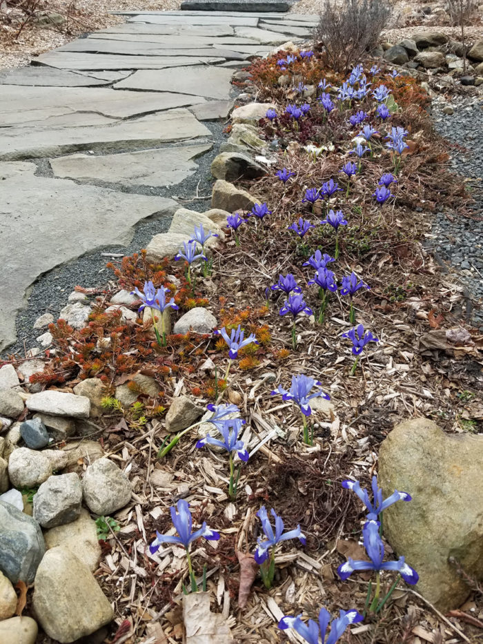 Reticulated iris (Iris reticulata ‘Clairette’, foreground, and ‘Harmony’, center, Zones 5-9) 