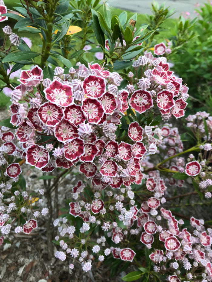 'Minuet' mountain laurel (Kalmia latifolia 'Minuet', Zpnes 5-8)