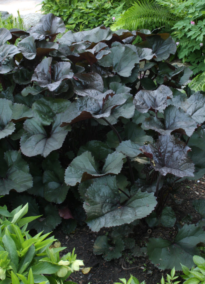 'Britt Marie Crawford' ligularia (Ligularia 'Britt Marie Crawford', Zones 4-8)