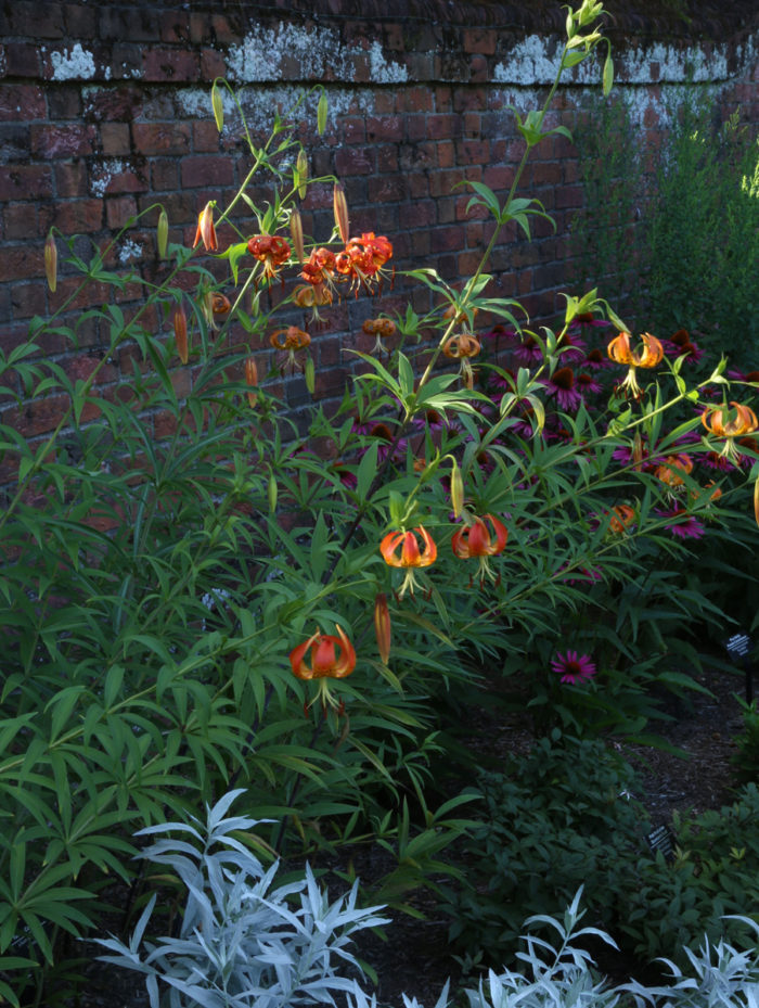 Turk's cap lily (Lilium superbum, Zones 5-8)