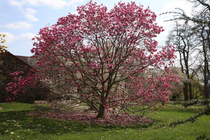 ‘Spectrum’ magnolia (Magnolia ‘Spectrum, Zones 6-9)