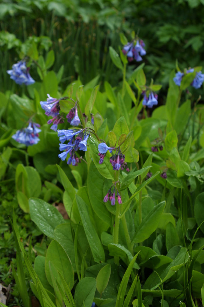 Virginia bluebells (Mertensia virginica, Zones 3-8)