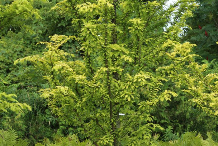 'Gold Rush' dawn redwood (Metasequoia glyptostroboides 'Gold Rush', Zones 4-8)