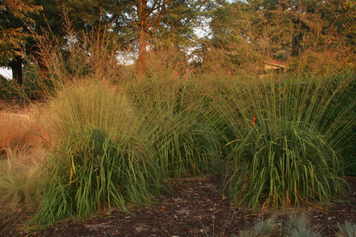 'Skyracer' purple moor grass (Molinia caerulea ssp. arundinacea 'Skyracer', Zones 5-8)