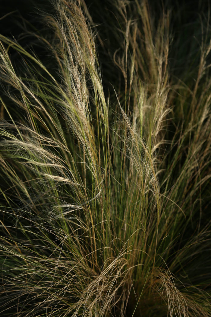 Mexican feather grass (Nassella tenuissima, Zones 7-10)