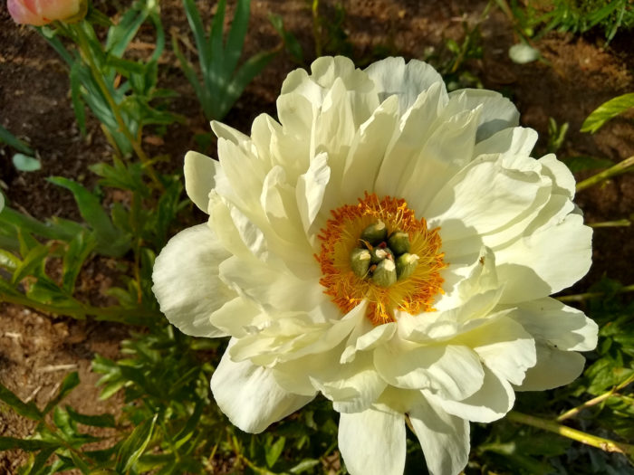 ‘Love Affair’ Itoh peony (Paeonia 'Love Affair', Zones 3-8)