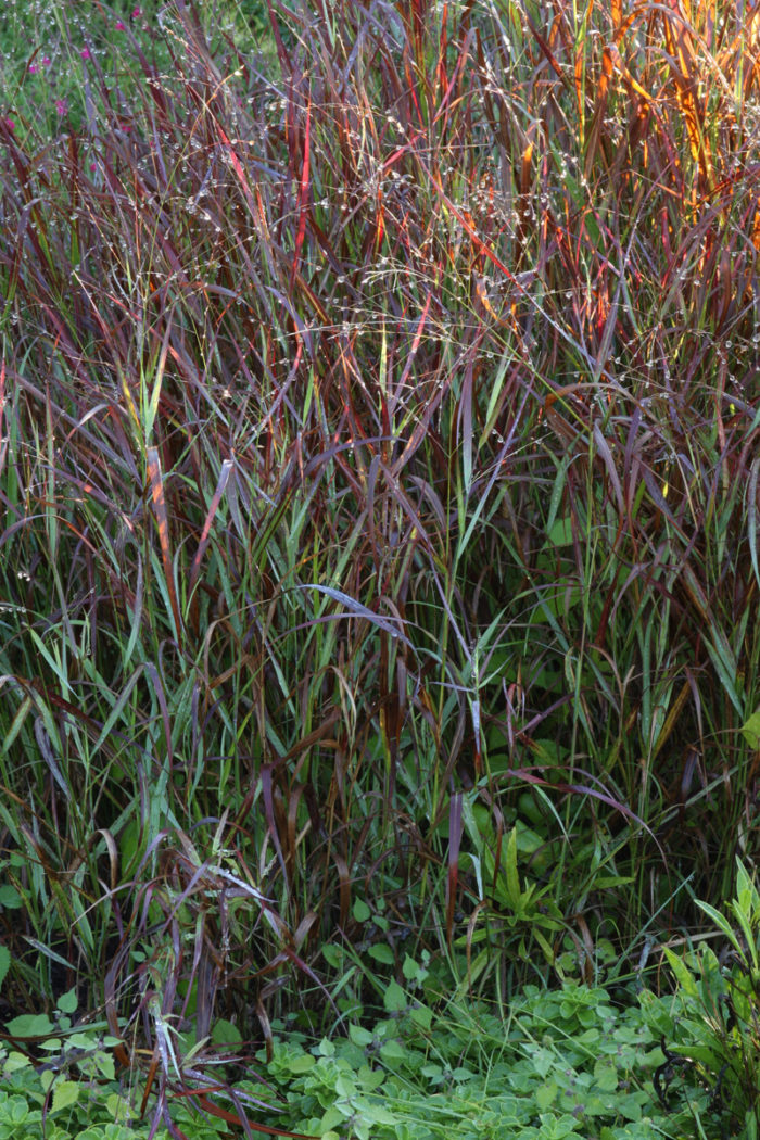 'Shenandoah' switch grass (Panicum virgatum 'Shenandoah', Zones 5-9)