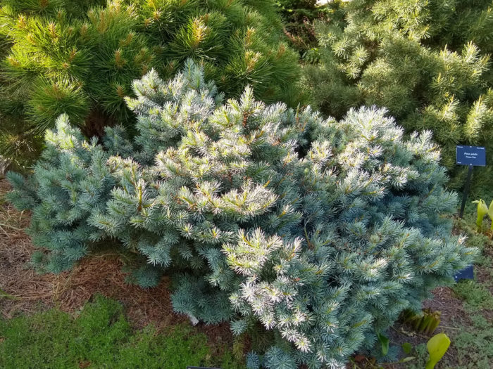 ‘Haley’s Blue’ Colorado blue spruce (Picea pungens ‘Haley’s Blue’, Zones 2-8) 