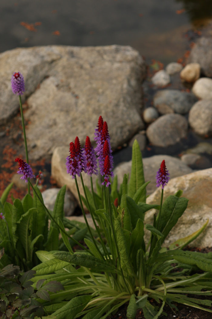 Orchid primrose (Primula vialii, Zones 5-8)