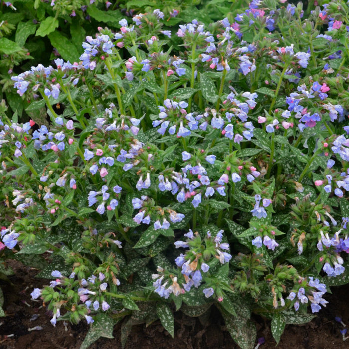 ‘Twinkle Toes’ lungwort (Pulmonaria 'Twinkle Toes', Zones 4-9)