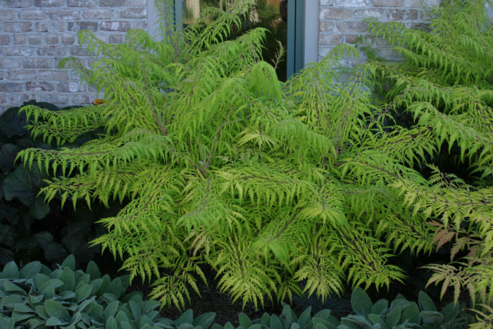 Tiger Eyes® sumac (Rhus typhina 'Bailtiger', Zones 4-8)