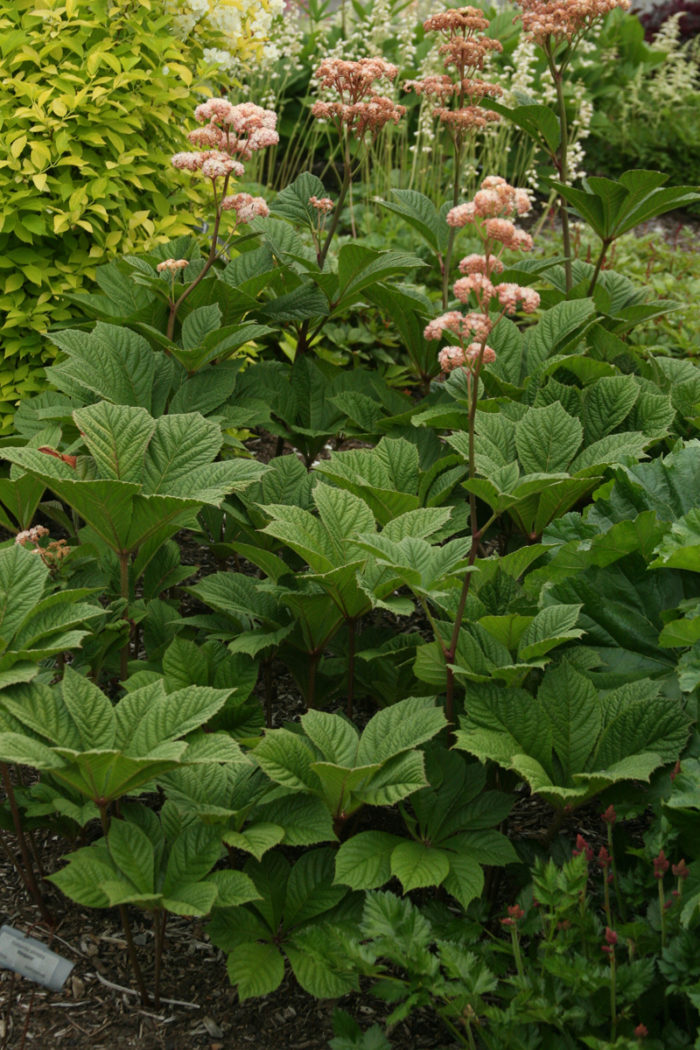 ‘Elegans’ rodgersia (Rodgersia pinnata ‘Elegans’, Zones 5-7)