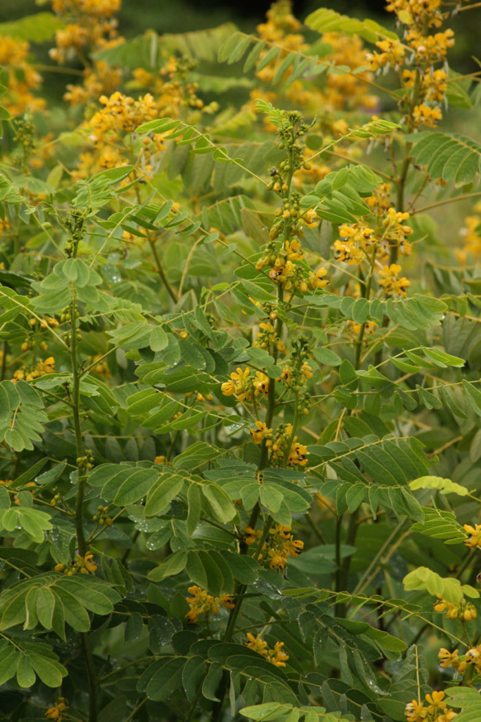 Maryland senna (Senna marilandica, Zones 4-9)