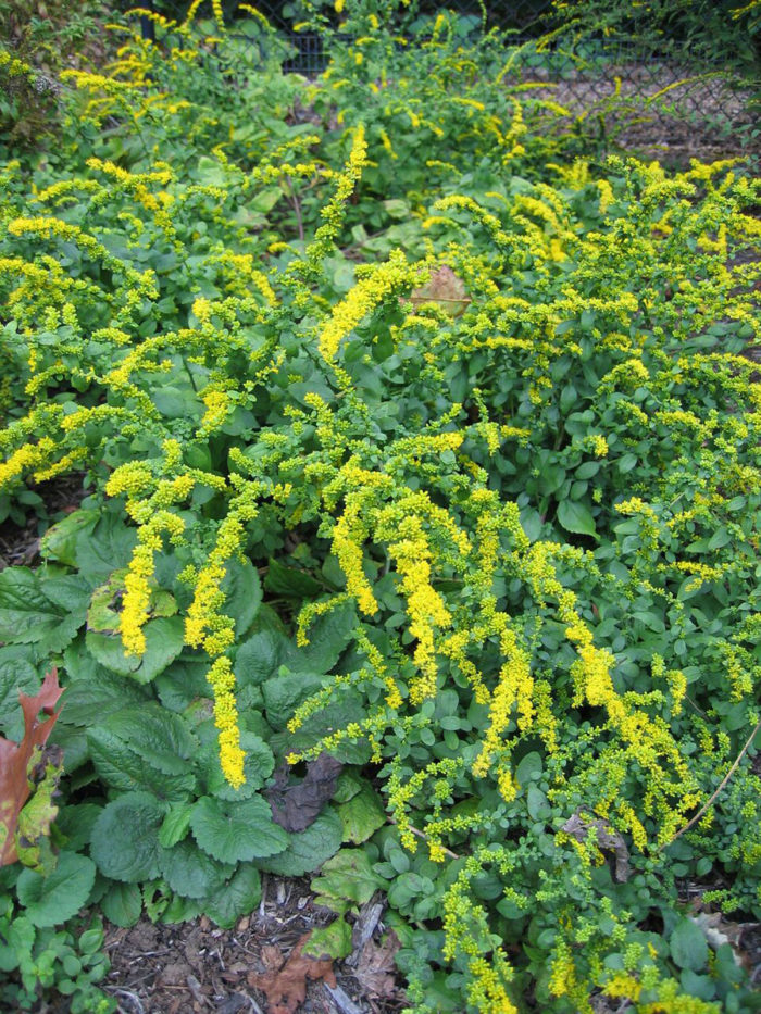 'Golden Fleece' goldenrod (Solidago sphacelata 'Golden Fleece', Zones 4-8)