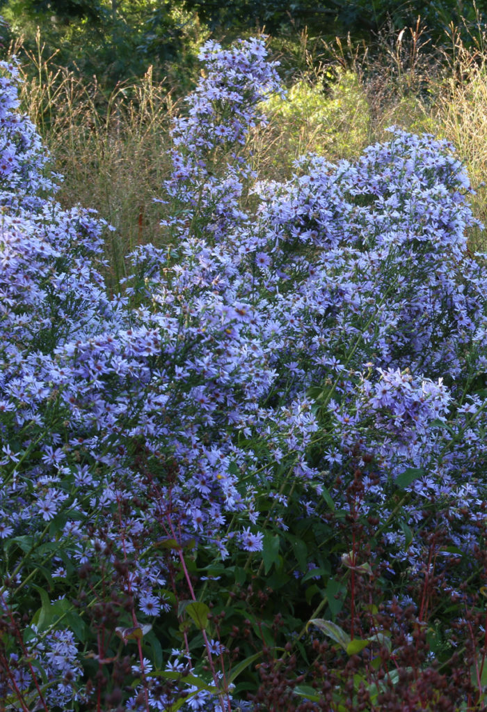 ‘Bluebird’ smooth blue aster (Symphyotrichum laeve ‘Bluebird’, Zones 4–8)