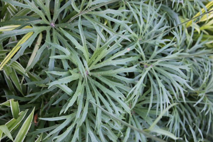 Shredded umbrella plant (Syneilesis aconitifolia, Zones 4-8)