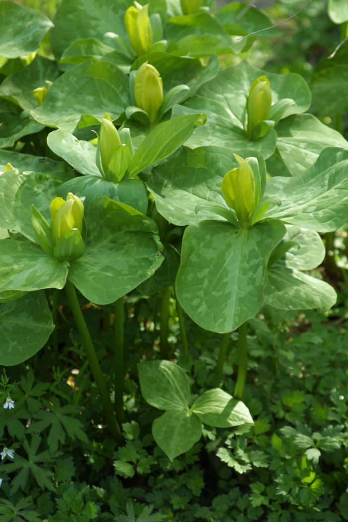 Yellow trillium (Trillium luteum, Zones 4-8)