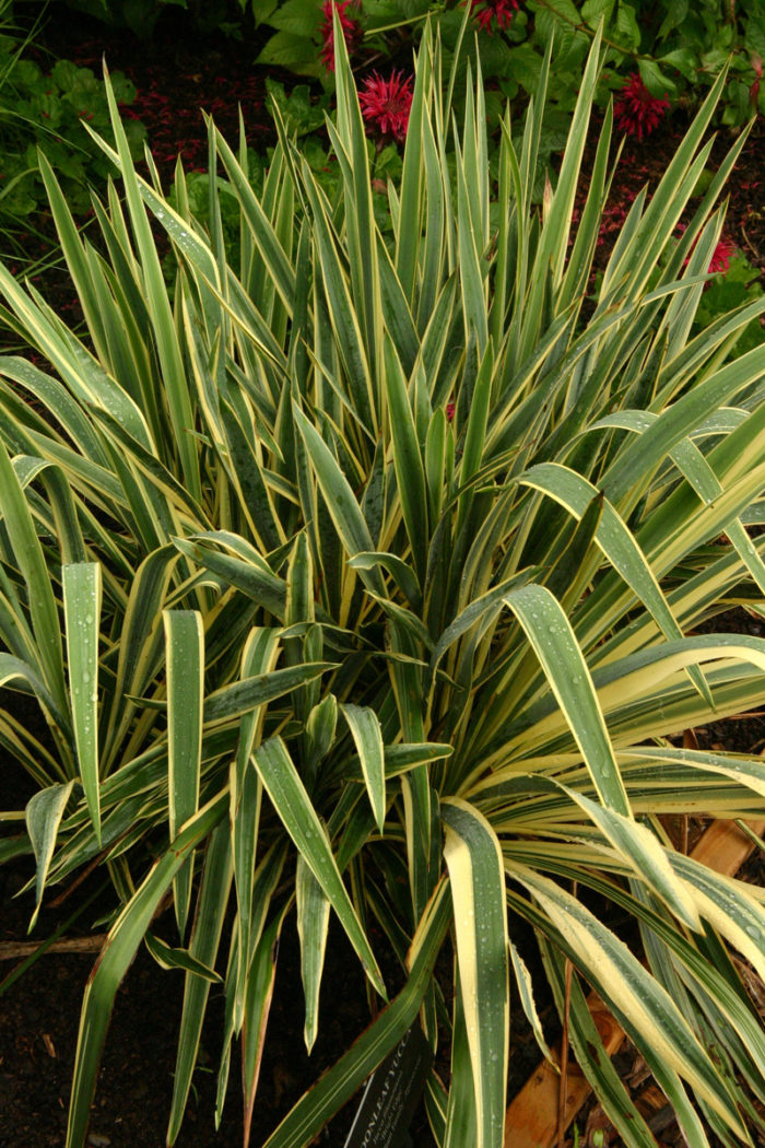 'Bright Edge' yucca (Yucca filamentosa 'Bright Edge', Zones 4-9)