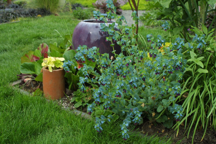 cerinthe major purpurascens annuals