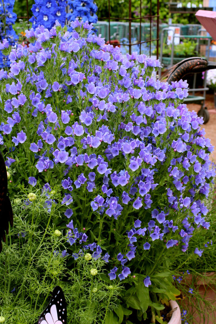 blue bedder echium self sowing annuals