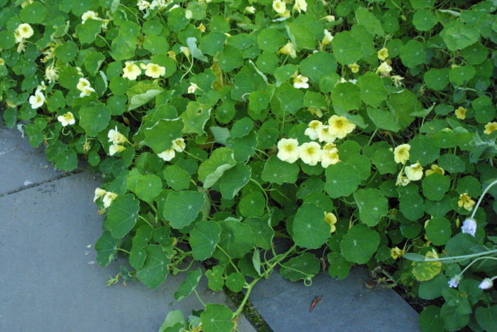 Nasturtiums self sowing annuals