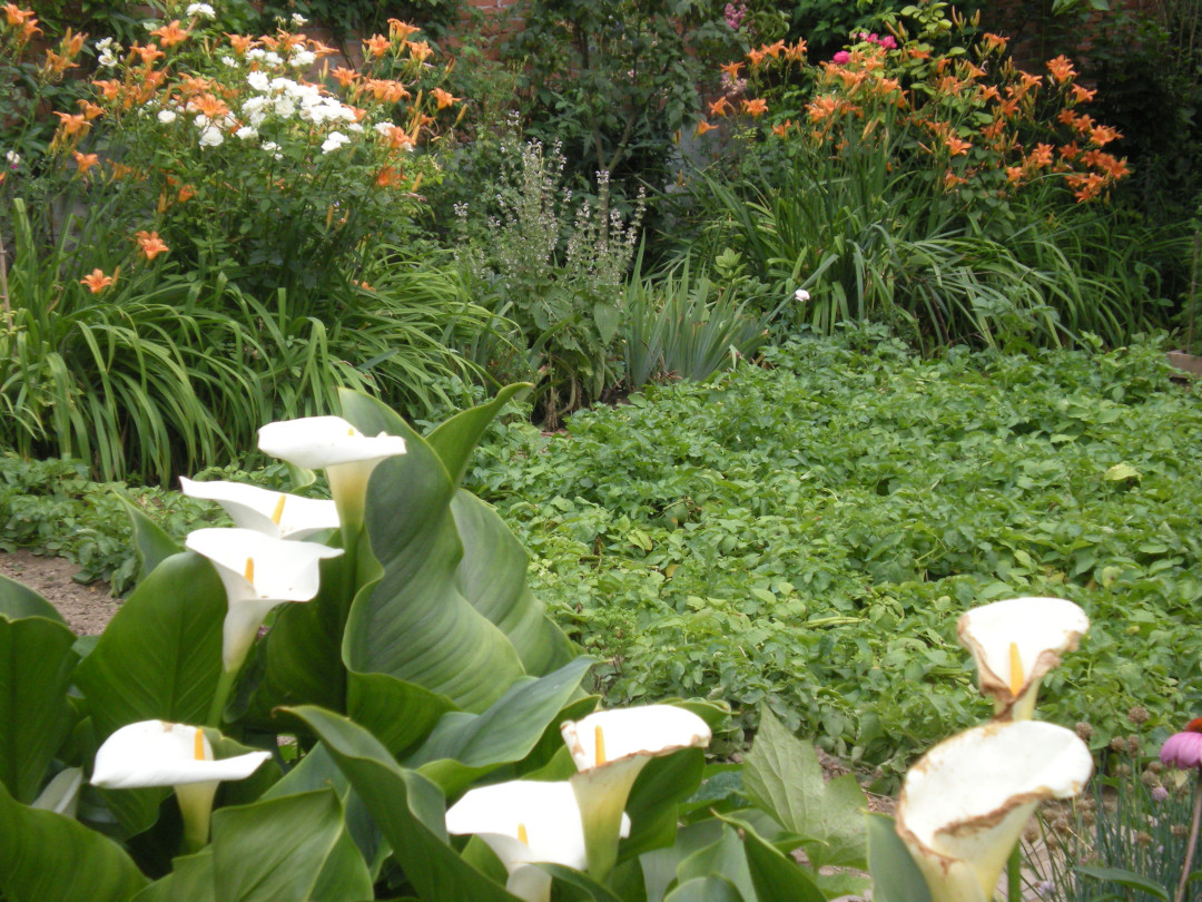 calla lily