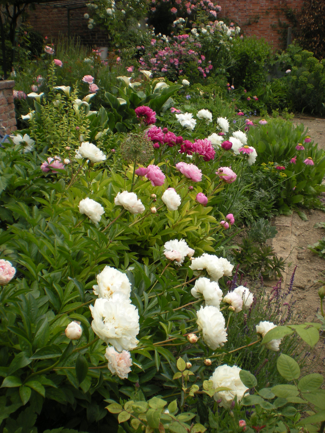 Common garden peony