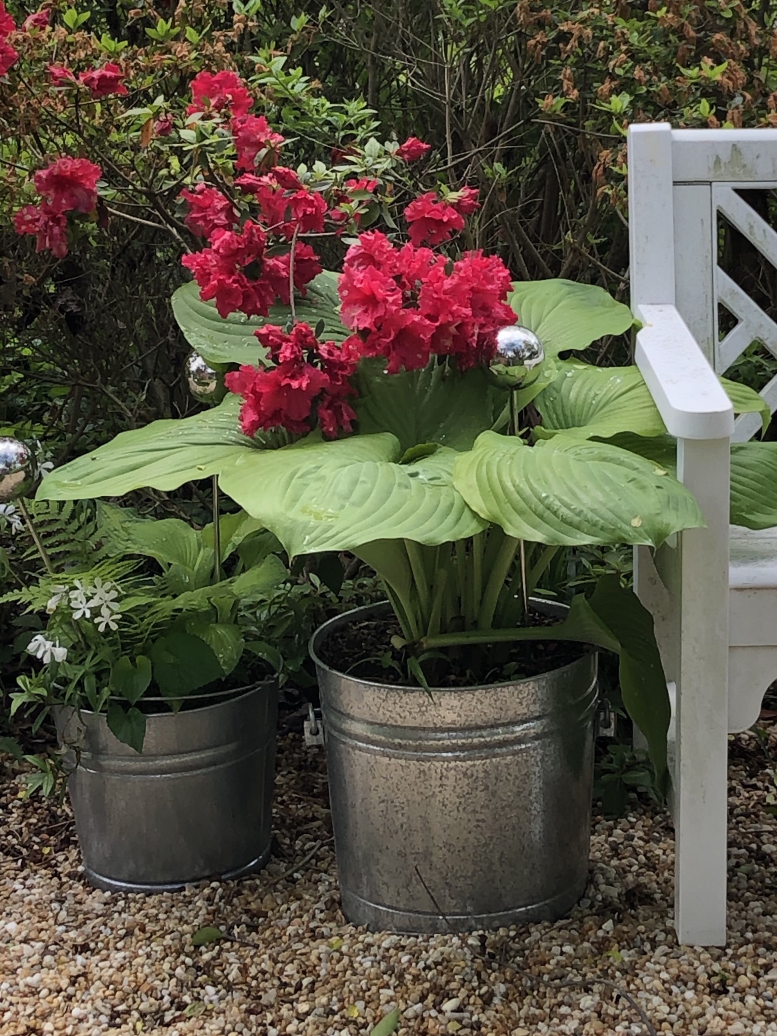 hostas in containers