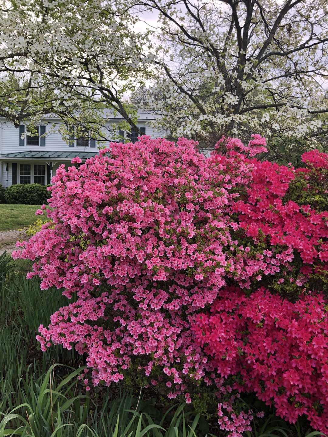 azaleas