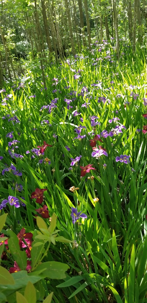 mass of irises