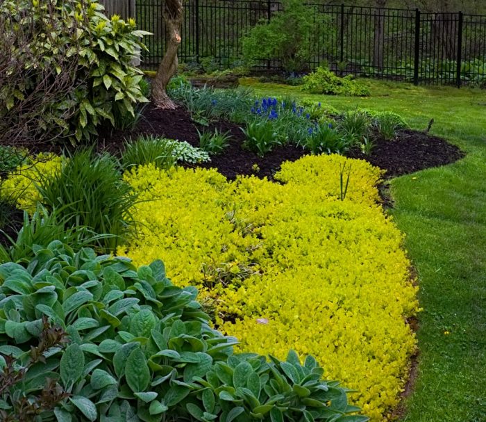 Stephanie's Moss Garden - Fine Gardening